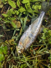 Richardsonius balteatus