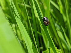 Onthophagus nuchicornis