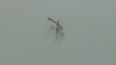 Pterophoroidea