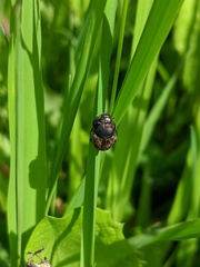 Onthophagus nuchicornis