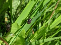 Onthophagus nuchicornis
