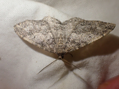 Melanolophia imitata