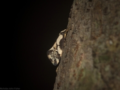 Philenora chionastis