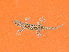 Phyllodactylus lanei