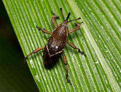 Cryptoderma formosense