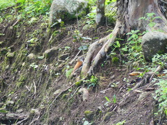 Furnarius leucopus cinnamomeus