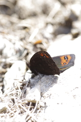 Erebia triarius