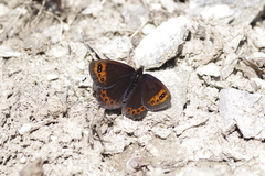 Erebia triarius