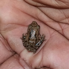 Pseudophilautus popularis