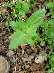 Conoclinium coelestinum