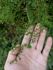 Galium porrigens