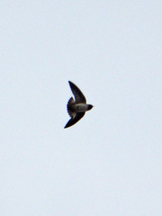 Petrochelidon pyrrhonota