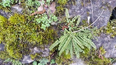 Asplenium trichomanes trichomanes