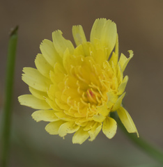 Malacothrix glabrata