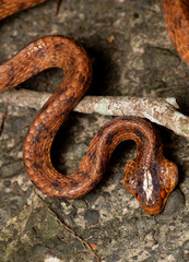 Pareas formosensis