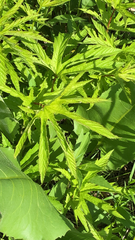 Filipendula rubra