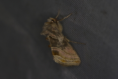 Euchalcia variabilis