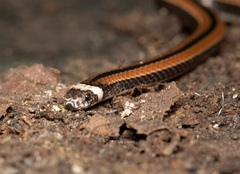 Sinomicrurus sauteri
