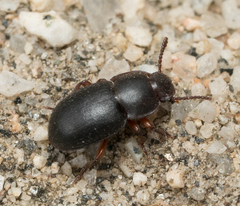 Notibius puberulus