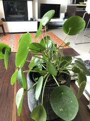 Pilea peperomioides