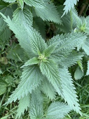 Urtica dioica dioica