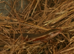 Eutropis lankae