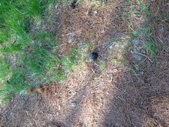 Kinosternon subrubrum subrubrum