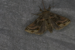 Euchalcia variabilis