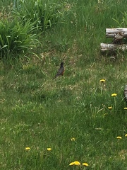 Turdus migratorius image