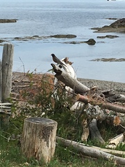 Turdus migratorius image