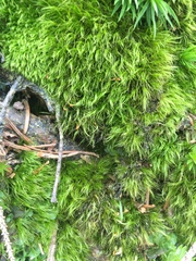 Dicranodontium denudatum