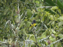 Spinus xanthogastrus