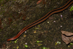 Sinomicrurus sauteri