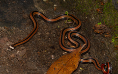 Sinomicrurus sauteri