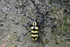 Anoplophora horsfieldii
