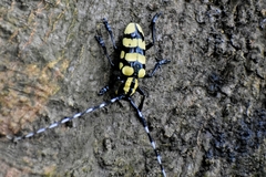 Anoplophora horsfieldii