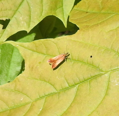 Dichomeris ustalella