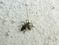 Leiopus femoratus