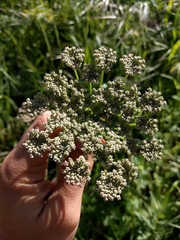 Angelica californica