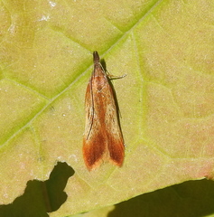 Dichomeris ustalella