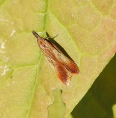 Dichomeris ustalella