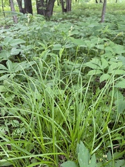 Carex deweyana