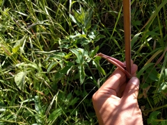 Angelica californica