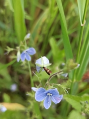Cauchas fibulella