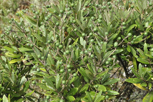 Persea alba