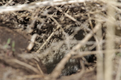 Urocitellus undulatus