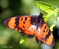 Acraea acara acara