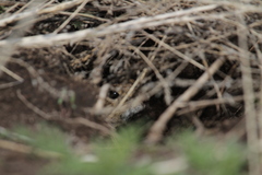 Urocitellus undulatus