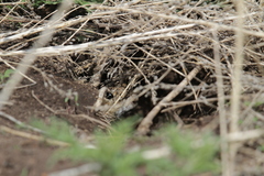 Urocitellus undulatus