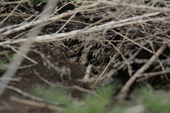 Urocitellus undulatus